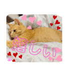 茶トラのチャーちゃん(猫)（個別スタンプ：22）