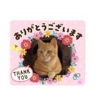 茶トラのチャーちゃん(猫)（個別スタンプ：23）