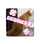 茶トラのチャーちゃん(猫)（個別スタンプ：24）