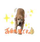 ラブラドール(にこ)スタンプ2（個別スタンプ：4）