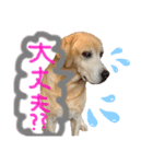 ラブラドール(にこ)スタンプ2（個別スタンプ：5）