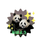 動物かわいいねスタンプ（個別スタンプ：1）