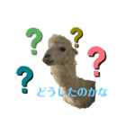 動物かわいいねスタンプ（個別スタンプ：2）