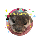 動物かわいいねスタンプ（個別スタンプ：5）