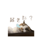 茶とらのみるくと三毛のすず（個別スタンプ：2）