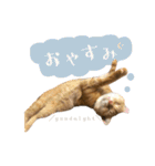 茶とらのみるくと三毛のすず（個別スタンプ：3）