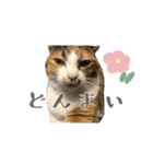 茶とらのみるくと三毛のすず（個別スタンプ：8）