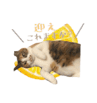茶とらのみるくと三毛のすず（個別スタンプ：9）
