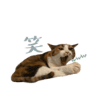 茶とらのみるくと三毛のすず（個別スタンプ：12）