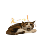 茶とらのみるくと三毛のすず（個別スタンプ：14）