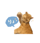 茶とらのみるくと三毛のすず（個別スタンプ：17）
