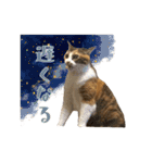 茶とらのみるくと三毛のすず（個別スタンプ：22）