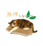 茶とらのみるくと三毛のすず（個別スタンプ：23）