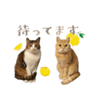茶とらのみるくと三毛のすず（個別スタンプ：24）
