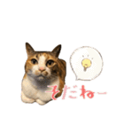 茶とらのみるくと三毛のすず（個別スタンプ：25）