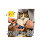 茶とらのみるくと三毛のすず（個別スタンプ：31）