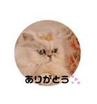 ちんちらーず vs のらーず mix（個別スタンプ：1）