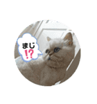 ちんちらーず vs のらーず mix（個別スタンプ：4）