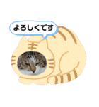 ちんちらーず vs のらーず mix（個別スタンプ：5）