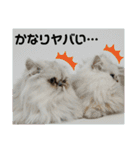 ちんちらーず vs のらーず mix（個別スタンプ：19）