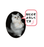 ちんちらーず vs のらーず mix（個別スタンプ：23）