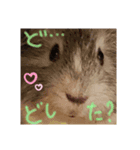 もるちゃんだらけ（個別スタンプ：4）