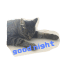 猫のチーちゃんスタンプ（個別スタンプ：4）