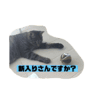 猫のチーちゃんスタンプ（個別スタンプ：5）