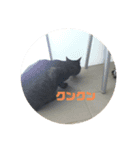 猫のチーちゃんスタンプ（個別スタンプ：7）