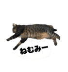 猫のチーちゃんスタンプ（個別スタンプ：8）