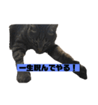 猫のチーちゃんスタンプ（個別スタンプ：9）
