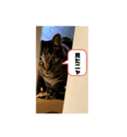 猫のチーちゃんスタンプ（個別スタンプ：10）