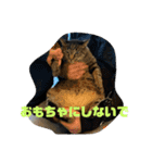 猫のチーちゃんスタンプ（個別スタンプ：11）