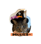 猫のチーちゃんスタンプ（個別スタンプ：12）