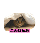 猫のチーちゃんスタンプ（個別スタンプ：14）