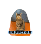 猫のチーちゃんスタンプ（個別スタンプ：16）