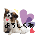 わんぱくさすけ3（個別スタンプ：5）