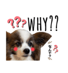 わんぱくさすけ3（個別スタンプ：13）