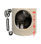 ろいきゅんすたんぷ（個別スタンプ：3）