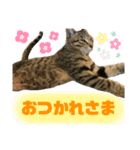 ろいきゅんすたんぷ（個別スタンプ：10）