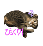 ろいきゅんすたんぷ（個別スタンプ：11）