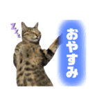 ろいきゅんすたんぷ（個別スタンプ：12）