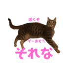 ろいきゅんすたんぷ（個別スタンプ：14）