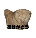めろと茶々丸（個別スタンプ：7）