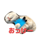 めろと茶々丸（個別スタンプ：14）