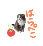 ナタデココのスタンプ（個別スタンプ：3）