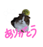 ナタデココのスタンプ（個別スタンプ：5）