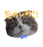 ナタデココのスタンプ（個別スタンプ：8）