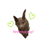 Poochin（個別スタンプ：1）