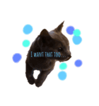 Poochin（個別スタンプ：2）